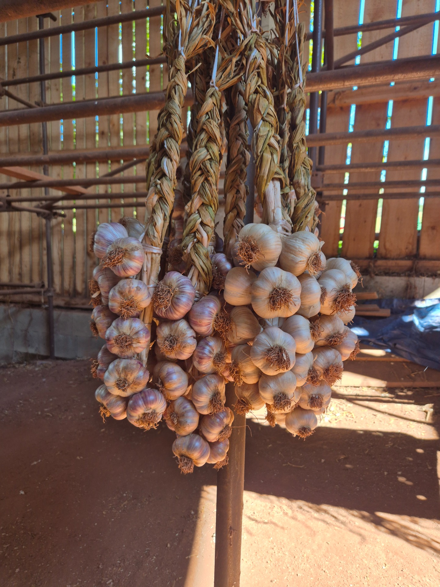 Selské copy z odrůd Rusínka nebo Skalka 350 Kč/Kg